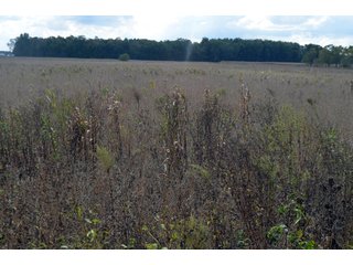 Property photo 24 - EHLE FARMS AUCTION - 118+/- ACRES IN 9 TRACTS IN ALLEN COUNTY, INDIANA